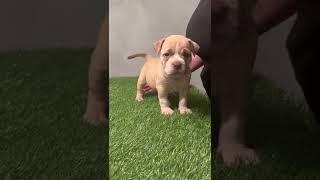 Female Bully Puppy available at 5 weeks old