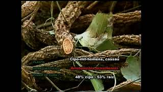 Cipó-mil-homens  -  Aristolochia