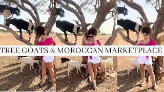 12 Hours in Marrakech Morocco! | Morocco Marketplace | Climbing Goats | Eating Tangia | Travel Vlog