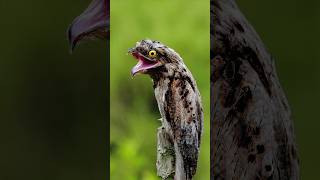 The ugly ghost bird | Potoo