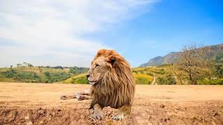 Male Lion Best Screen #shorts Nathia Gali @nathia gali