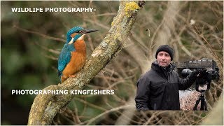 Photographing Kingfishers-  wildlife photography.