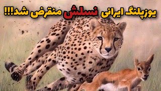 سریع ترین شکارچی یوزپلنگ ایرانی🐯 |هرچیزی که درباره یوزپلنگ ایرانی و میخوای بدونی👌💯