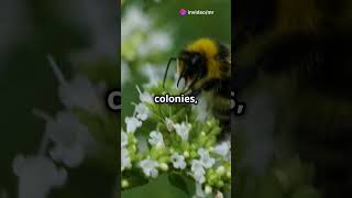 Busy Bumblebees: The Tiny Titans of Pollination! 🐝🌸