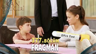 Kan Çiçekleri 377. Bölüm Fragmanı «Miran Sonunda Gerçeklerle Yüzleşiyor» Vendetta Episode 377 Promo