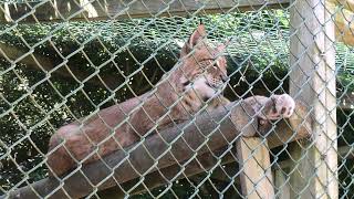 Eurasian Lynx ,Axe Valley Wildlife Park (22nd October 2023)