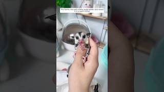 This family rescued a baby sugar glider and raised it in a warm home. #animalshorts