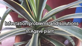 Infestation problems and solutions in Agave Plant