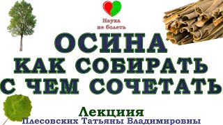 ОСИНА КАК СОБИРАТЬ КОРУ ОСИНЫ  -||- КОРА ОСИНЫ С ЧЕМ СОЧЕТАТЬ