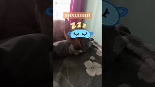 вихідний у пса #watchua #україна #petroortep #pet #youtube #пес #dog