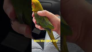 She is coming home!! She has been officially weaned. What type of bird is she? #vlogs #parrot