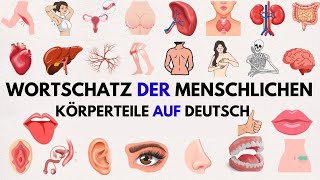 Teile Des Menschlichen Körpers | Körperteile Deutsch Vokabeln |Deutsch Lernen Mit Spass #learngerman