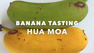 Hua Moa Banana - Tasting Florida Grown Bananas