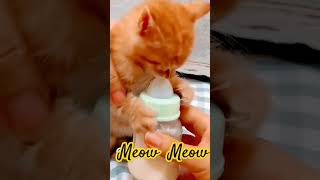 meow drink milk 🍼 #kitten #cute #animals #cats #animal #catbreed #catlover #shorts #viral #tiktok