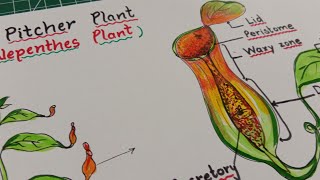 How to draw pitcher plant / Pitcher plant drawing step by step / Pitcher plant