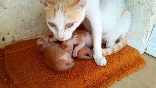 Mom cat is taking care her newborn baby kittens they are very lovely