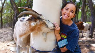 giving my goats a punching bag so they stop headbutting children