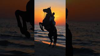 Beach horse riding Dubai #remix #music #horseriding #beach