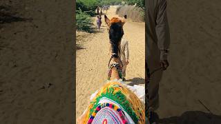 Mehndi is applied on the camel #shorts