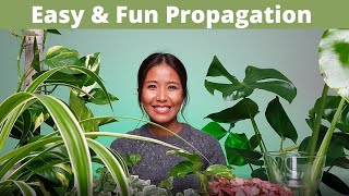 5 easy plant propagations | Ivy, Monstera Deliciosa, Spider plant, Pothos, Fittonia propagation