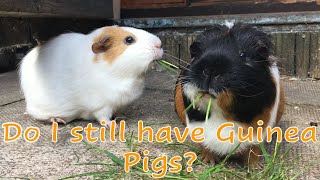 Where are my GUINEA PIGS?