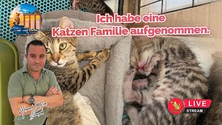 Ich habe eine Katzen Familie aufgenommen.