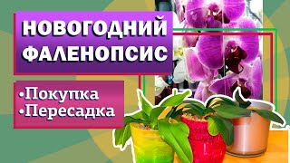 Фаленопсис покупка пересадка. Как выбрать. Как пересадить. Зачем пересадить. Обрезка цветоносов.