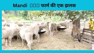 sheep breeding farm nagwain mandi ||