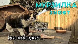 МУРЗИЛКА И НАГЛАЯ СОСЕДКА 😼 #cat #кот #животные