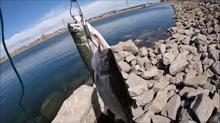 First Fishing Day Of The Season!! (Trout Fishing Thornton Gravel Ponds)