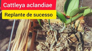 🟣 COMO PLANTAR ORQUIDEA CATTLEYA EM TRONQUINHO (Cultivo de cattleya aclandiae)