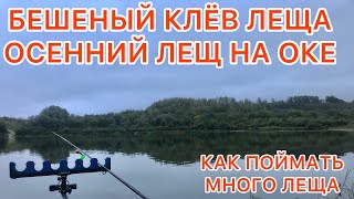 БЕШЕНЫЙ КЛЁВ ЛЕЩА на ОКЕ / КАК ПОЙМАТЬ МНОГО КРУПНОГО ЛЕЩА НА ФИДЕР