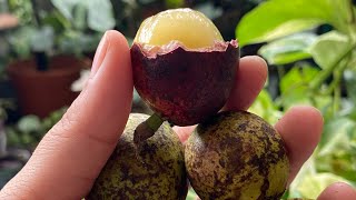 Satisfying Fruit Video | Fresh Fruit Indonesia | Matoa - Buah Asli dari Papua🇮🇩 #shorts #fruit