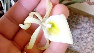 Replante da orquídea Brassavola