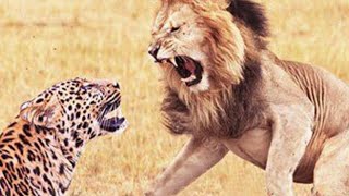 King of Lion 🦁 Attack to Leopard so sad