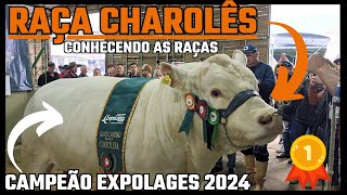 Conheça a Raça Charolês, O GIGANTE CAMPEÃO DA EXPOLAGES 2024 !!