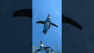 Flying penguins @SunshineAquarium