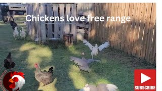 Chickens Love Their Freedom! #freerangechickens #backyardchickens #roostersandhens @Chickenchaos