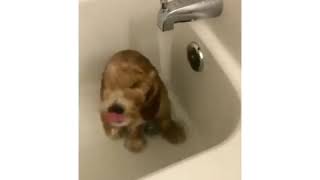 Pup loves taking bath