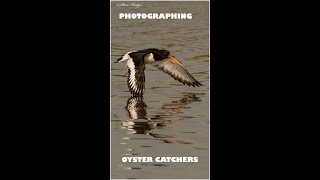 Photographing Oyster Catcher #shorts #birdphotography #wildlifephotography