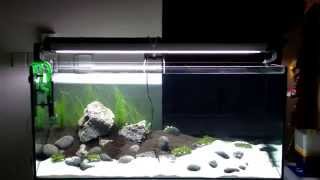 2013-02-09 - My 300 liter tank , aquascape iwagumi style - week 1