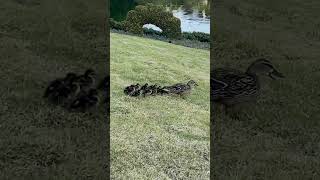 Disney ducks family taking a stroll at The Magic Kingdom  #disneyshorts #disney #disneyreels