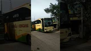 Bus Pahala kencana #busmaniacomunity #shorts #videobus #storybus #romansasupirtruck