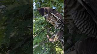 Falcon Hunting #birds #falcons #shorts #wildlife