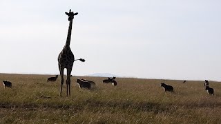 A giraffe mother can't bear to leave her calf to hyenas