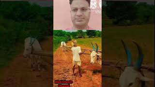 वफादार बैल Internet ki viral video.#shortsvideo#shortsviral#shoriiislam