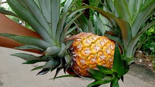 Pineapple Harvesting #shorts