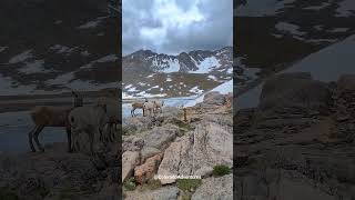 Big Horn Sheep Parkour Moves