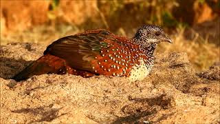 painted spurfowl 2