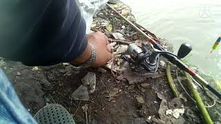 mancing derbang babon di sungai surabaya #kalijagir #mancingliar #surabaya #indonesia